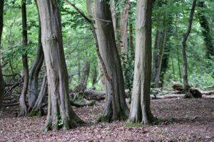 woodland area
