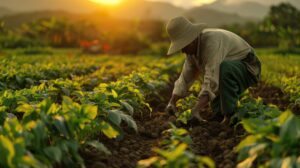 Photo of a farmer tending to their crops