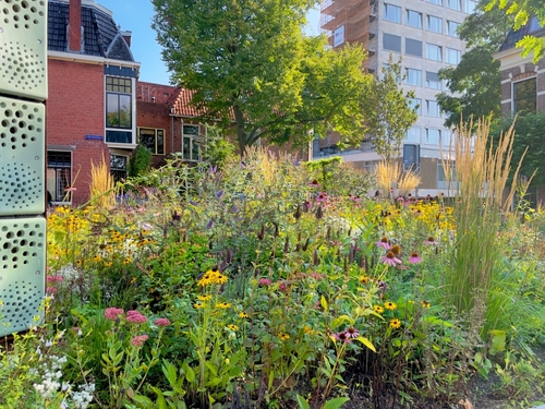 Urban space with a wildflower patch in the middle